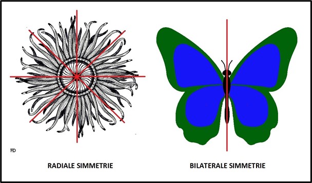Simmetrie