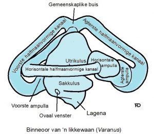 Die oor – Die wêreld om ons