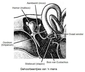 Die oor – Die wêreld om ons
